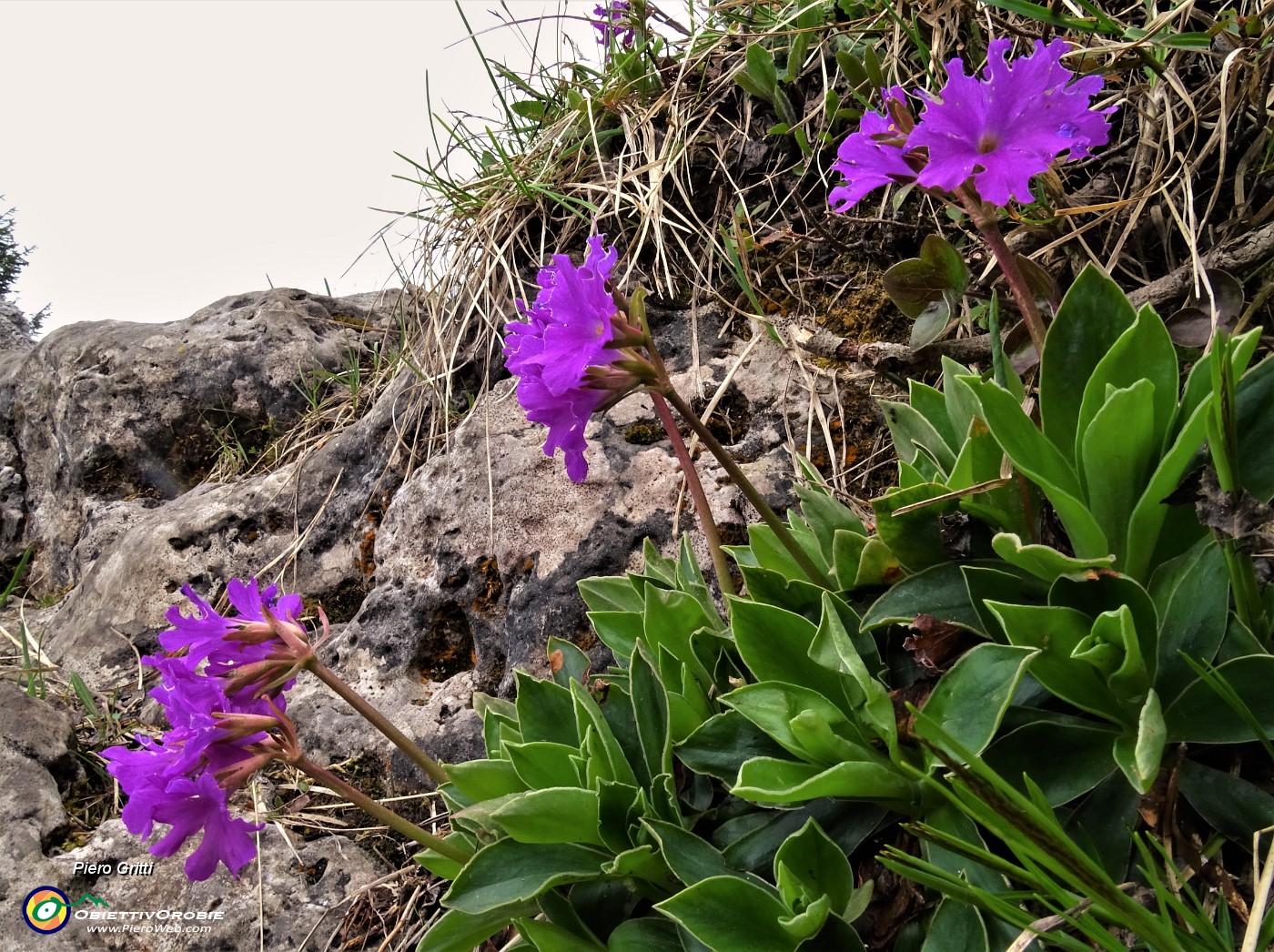 42 Primula glaucescens.JPG